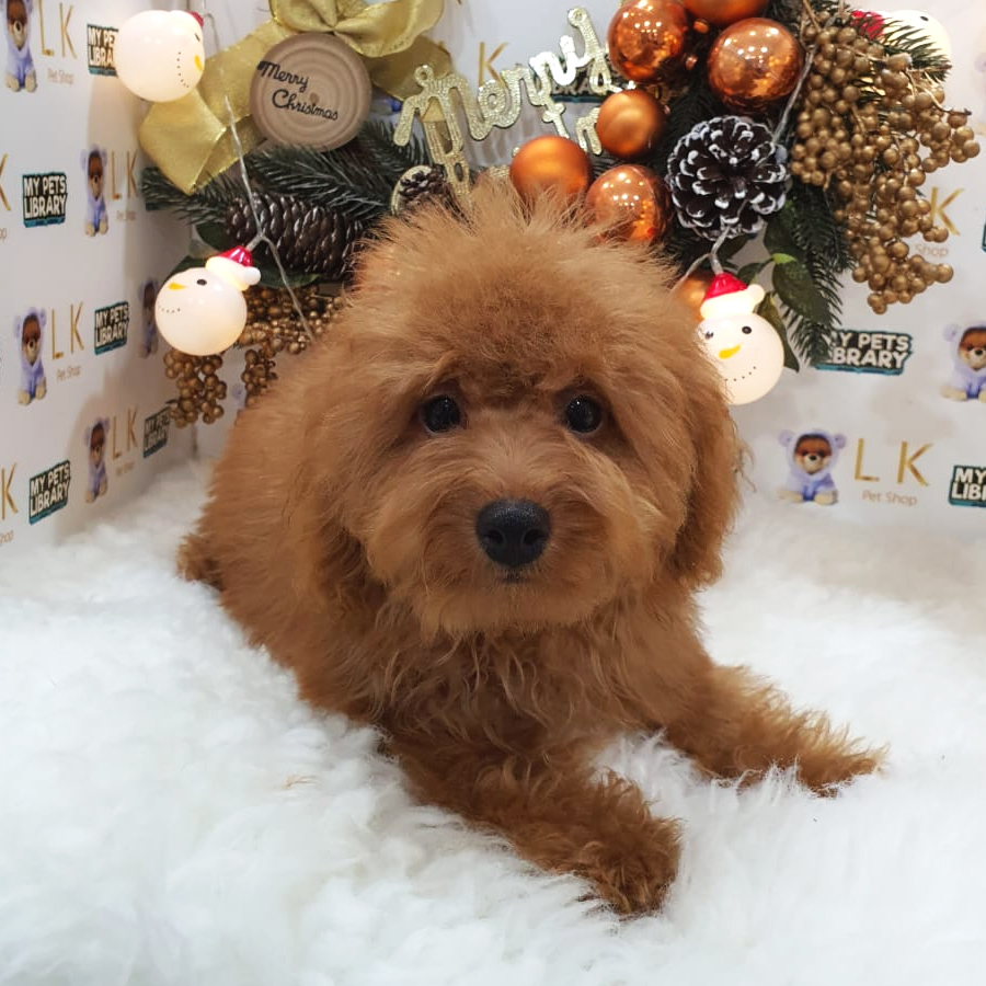 Maltipoo Puppy (Female) For Sale