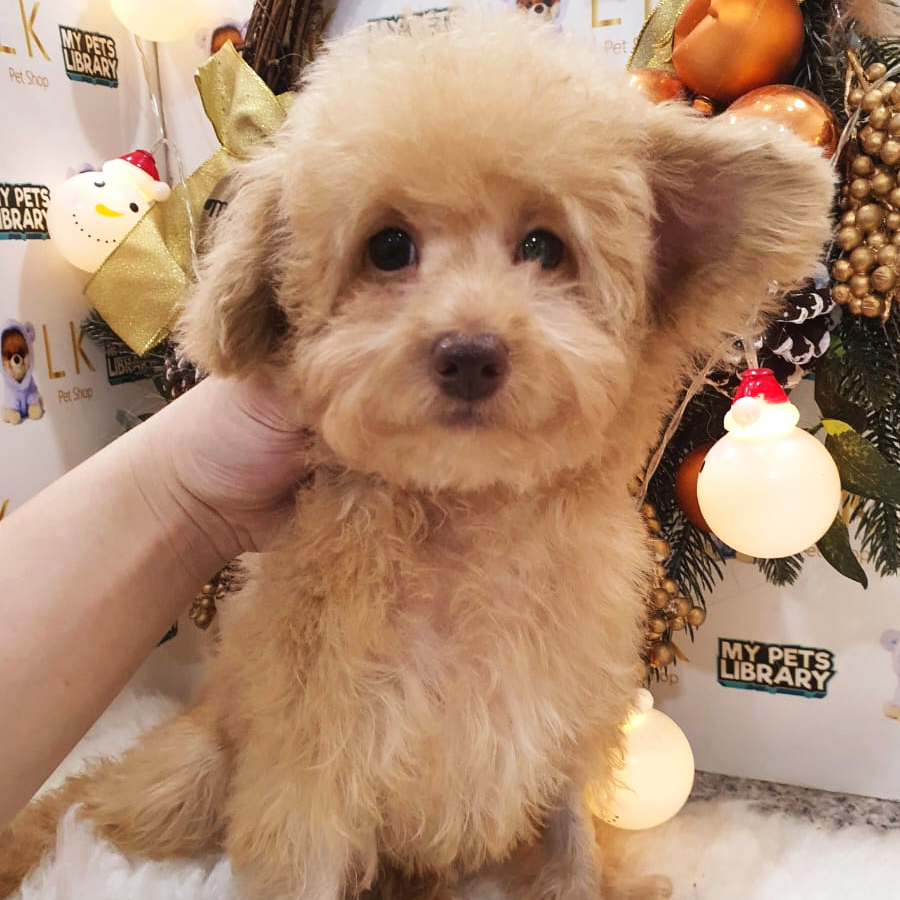 Maltipoo Puppy (Female) For Sale