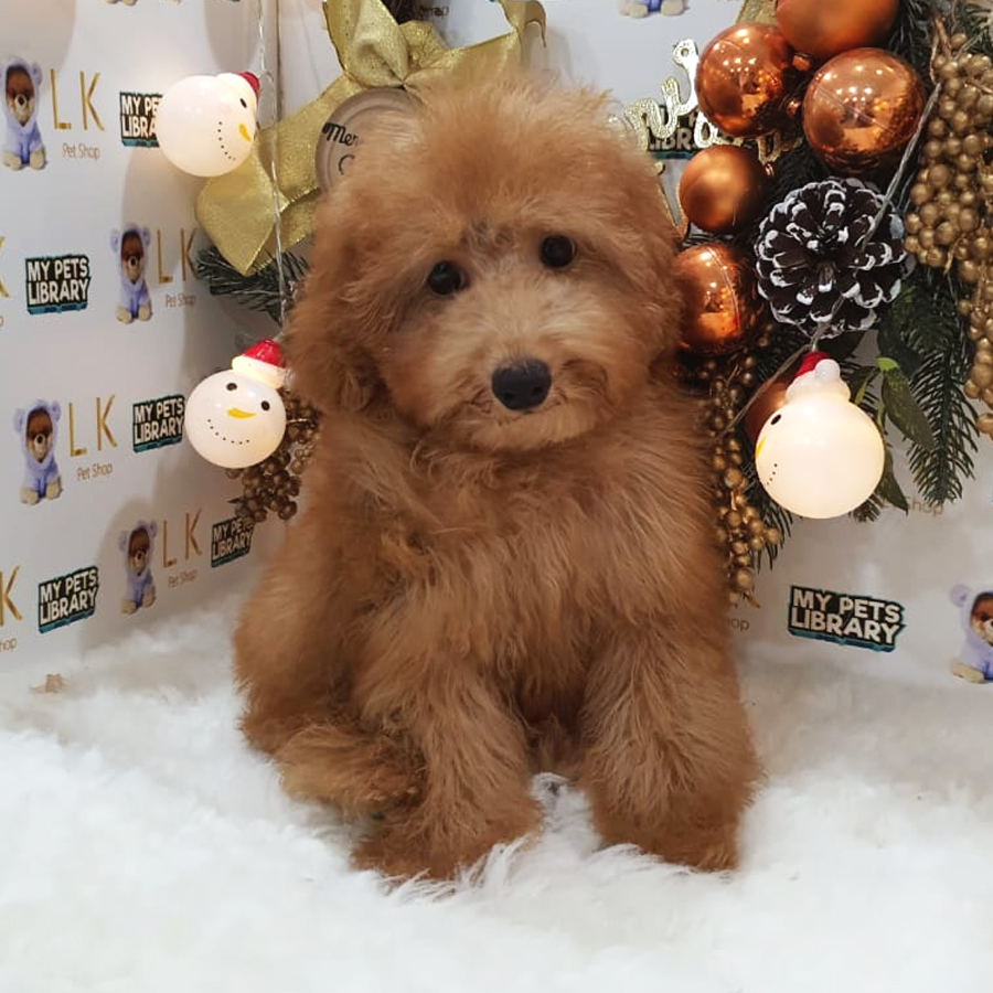 Maltipoo Puppy (Male) For Sale