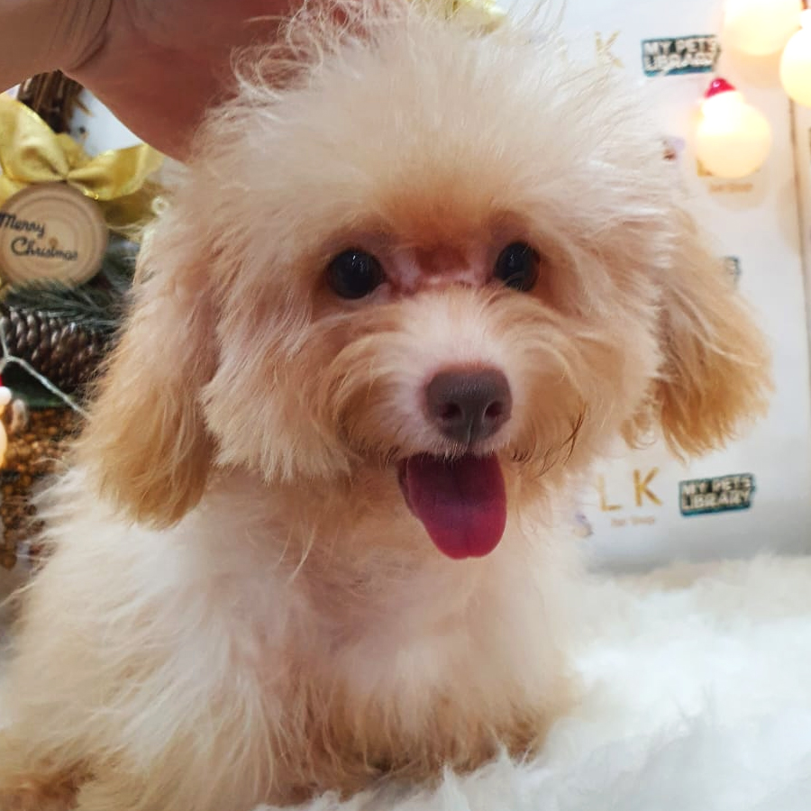 Maltipoo Puppy (Female) For Sale