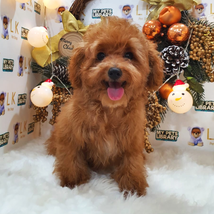 Toy Poodle Puppy (Female) For Sale