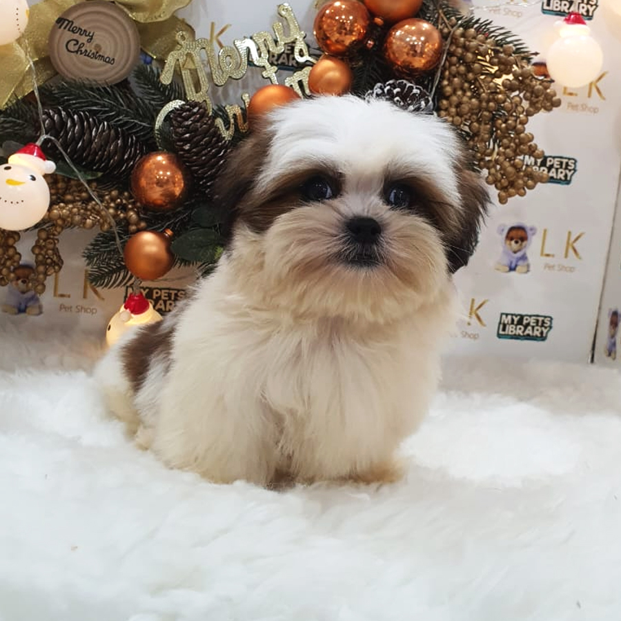 Shih Tzu Puppy (Male) For Sale