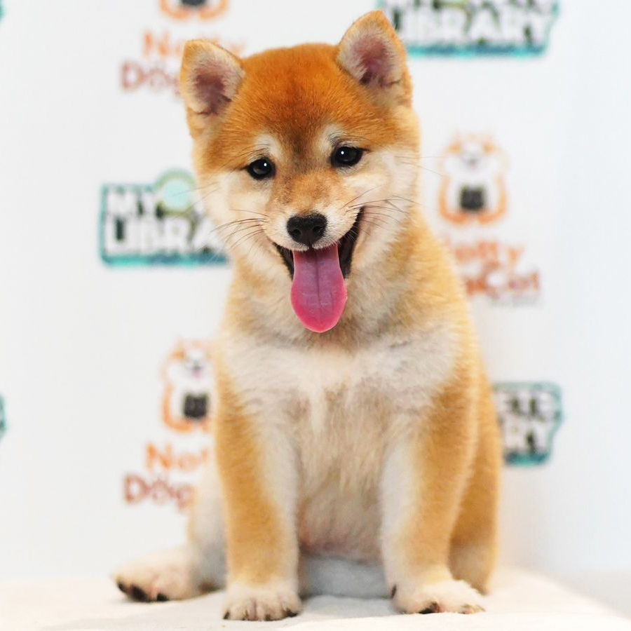 Mame Shiba Inu Puppy (Male) For Sale