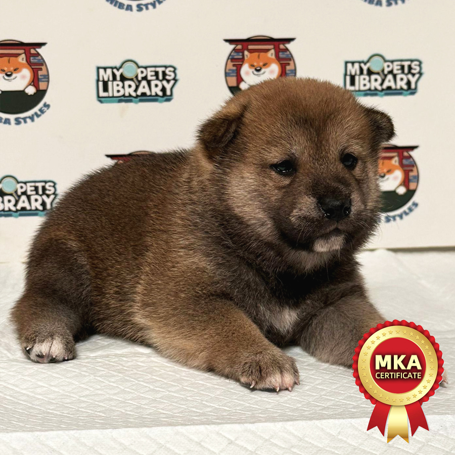 MypetsLibrary - Puppy & Cat Shop and Price in Selangor, Malaysia - Cat &  Pet Shop in Malaysia | MyPetsLibrary