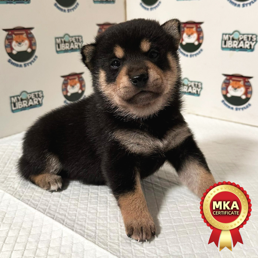 MKA Shiba Inu Puppy (Male) For Sale