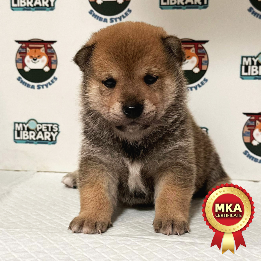 MKA Shiba Inu Puppy (Male) For Sale
