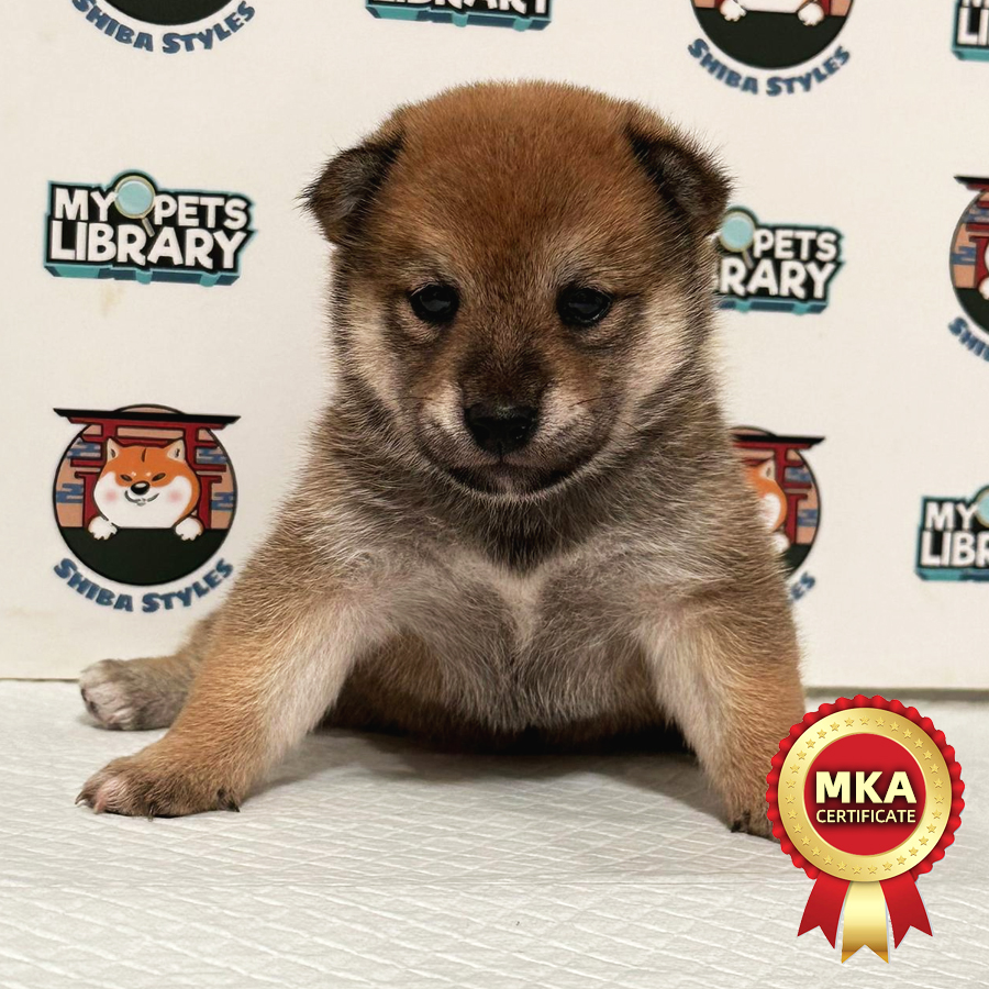 MKA Shiba Inu Puppy (Female) For Sale