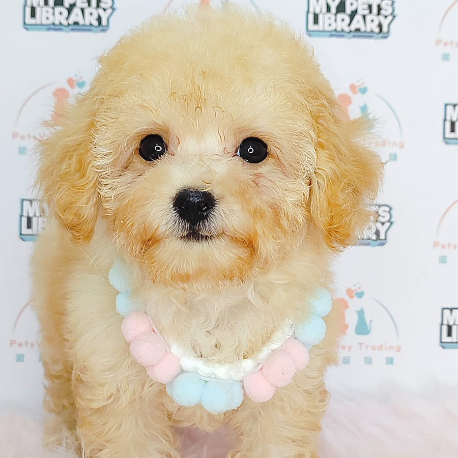 Tiny Poodle Puppy (Male) For Sale