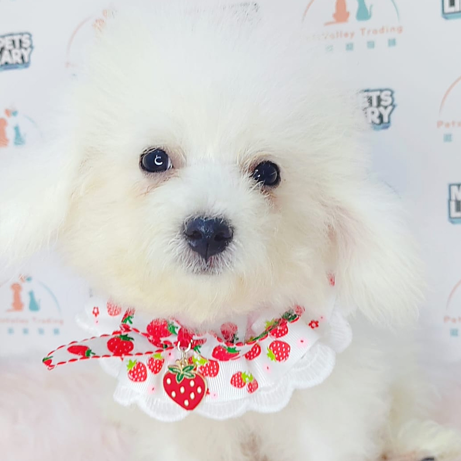 Bichon Frise Puppy (Male) For Sale
