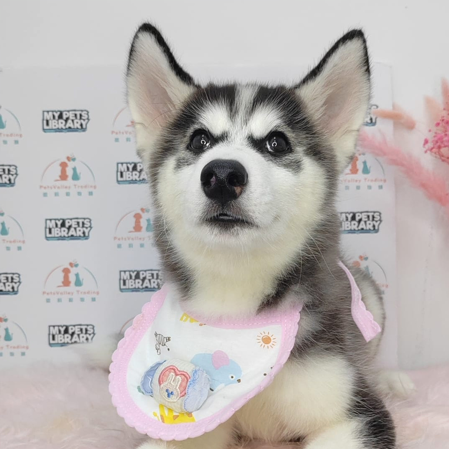 Wooly Husky Puppy (Female) For Sale