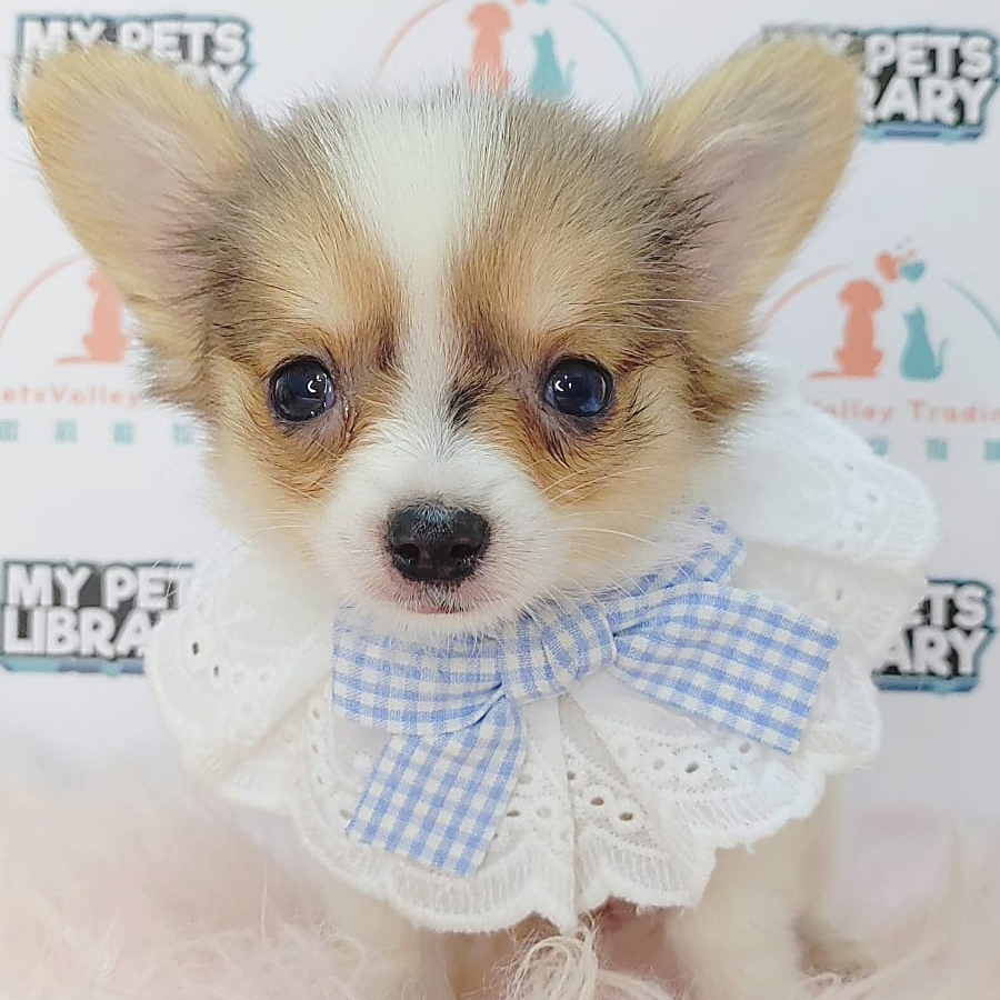 Longcoat Chihuahua Puppy (Male) For Sale
