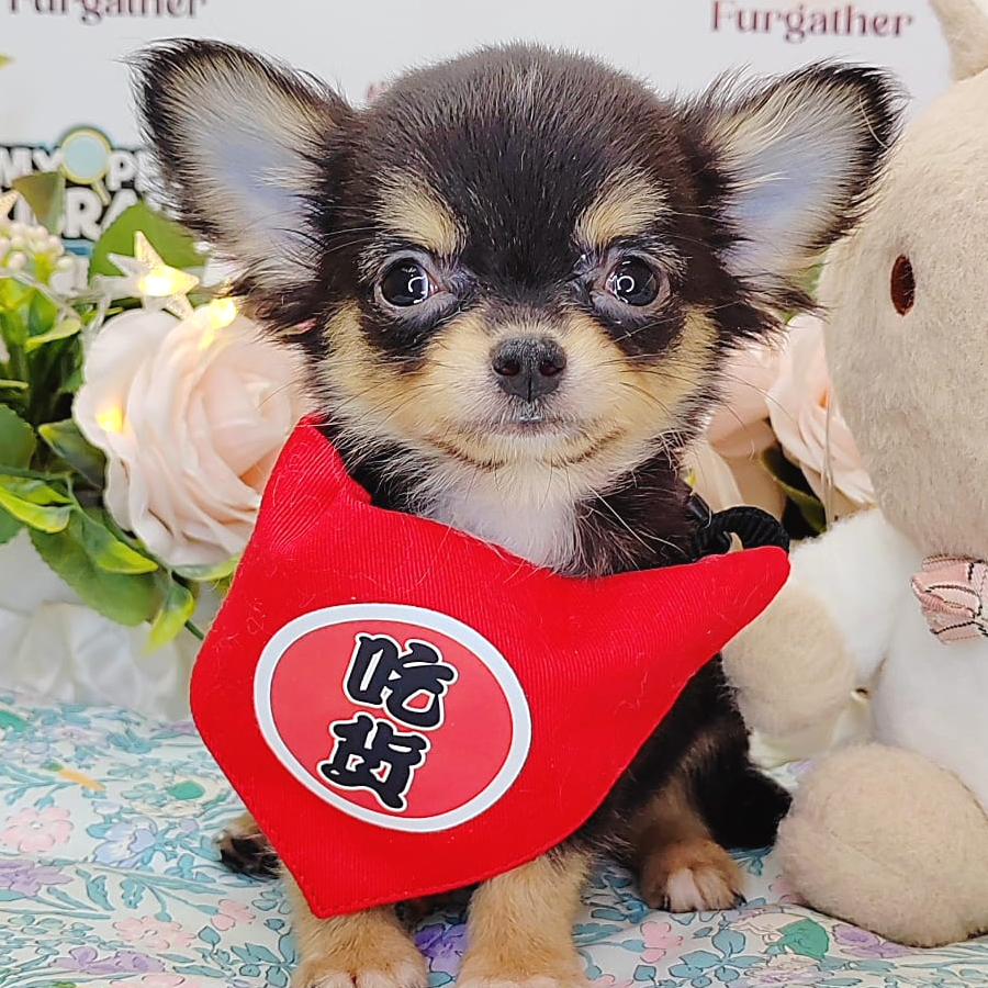 Longcoat Chihuahua Puppy (Male) For Sale