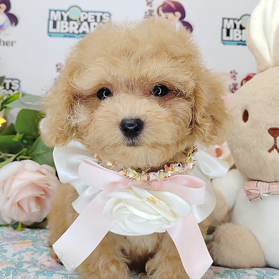 Tiny Poodle Puppy (Male) For Sale