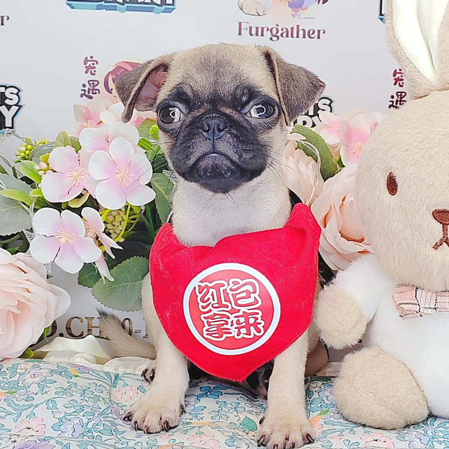 Pug Puppy (Female) For Sale