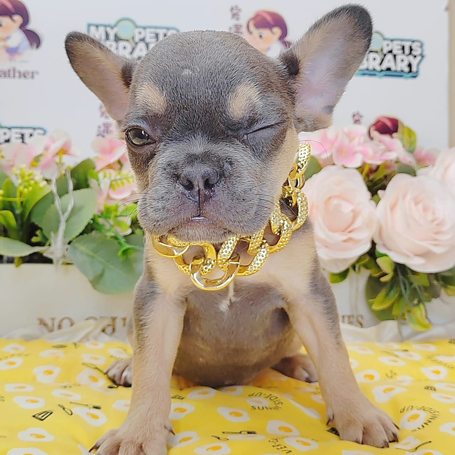 French Bulldog Puppy (Male) For Sale