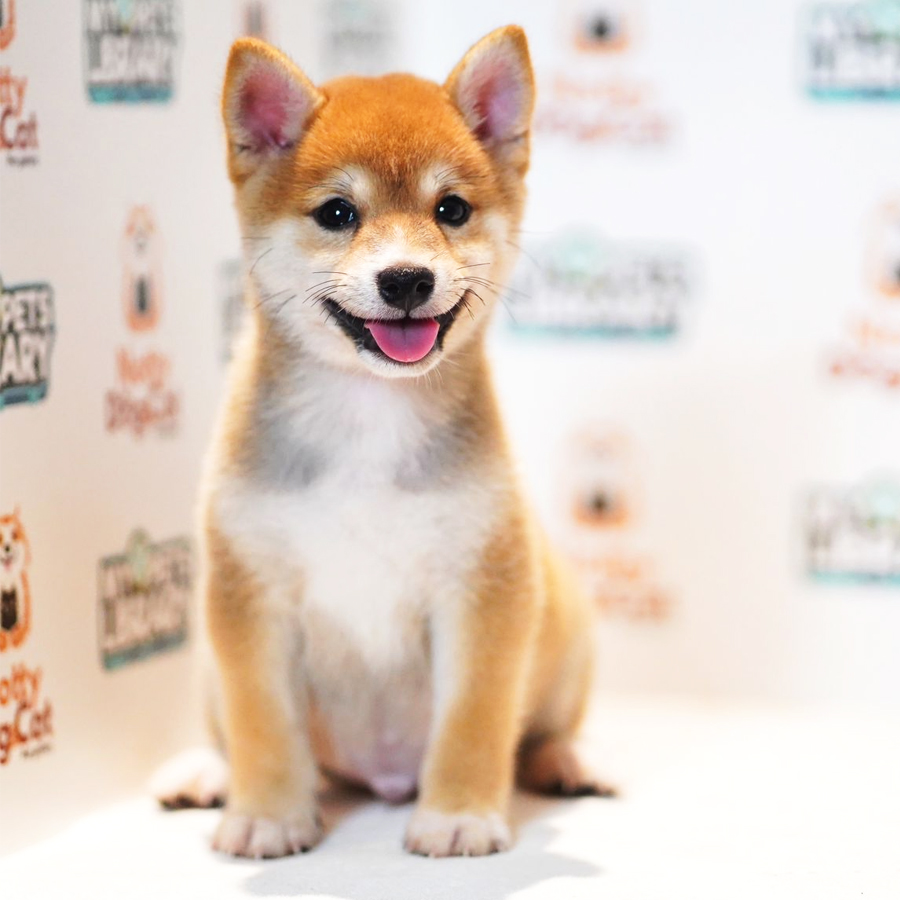 Mame Shiba Inu Puppy (Female) For Sale