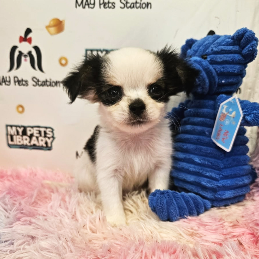 Longcoat Chihuahua Puppy (Male) For Sale