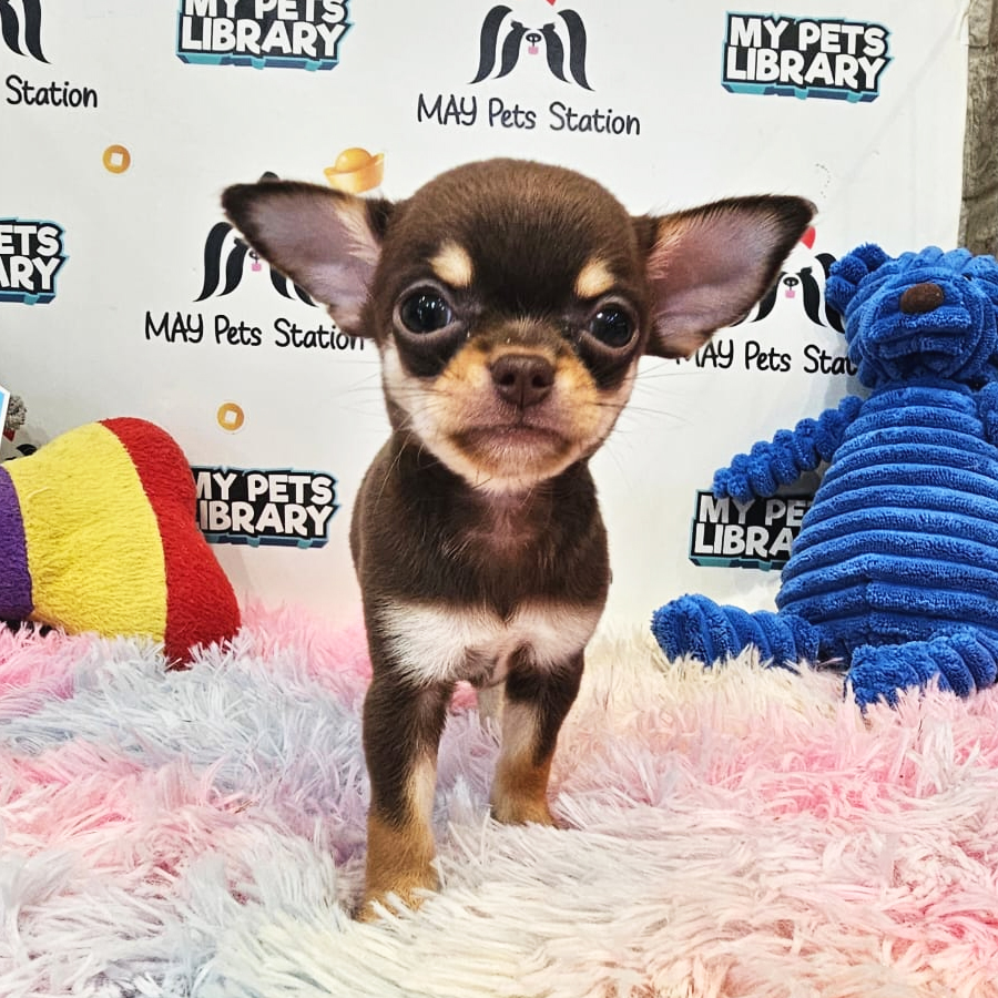 Longcoat Chihuahua Puppy (Male) For Sale