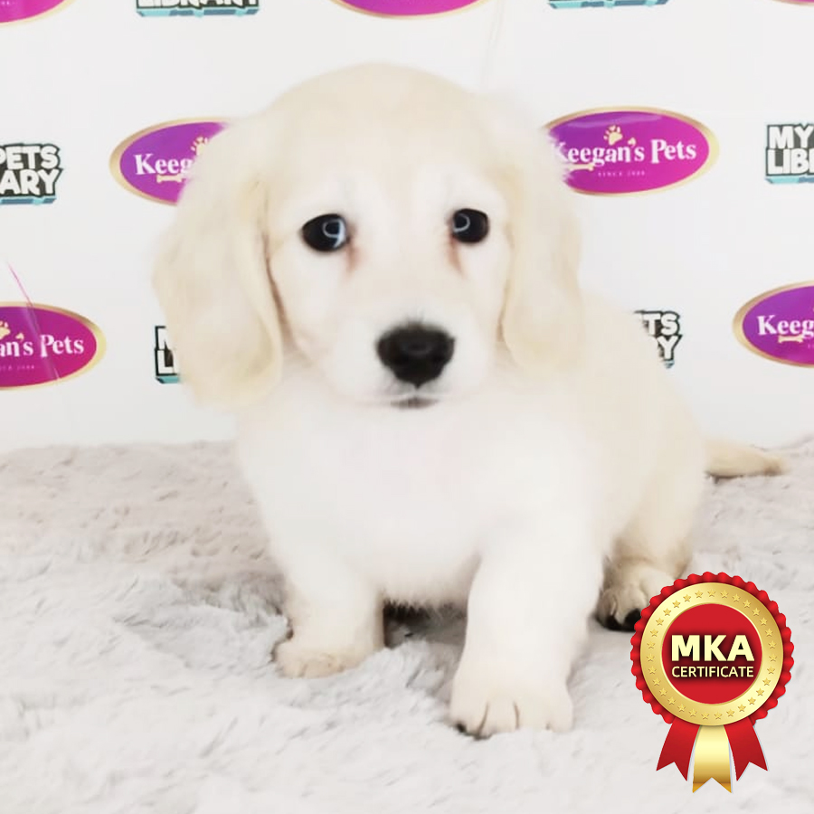 MKA Miniature Dachshund Puppy (Female) For Sale