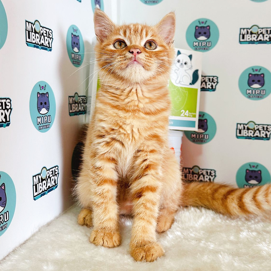 Munchkin British Shorthair Kitten (Male) For Sale
