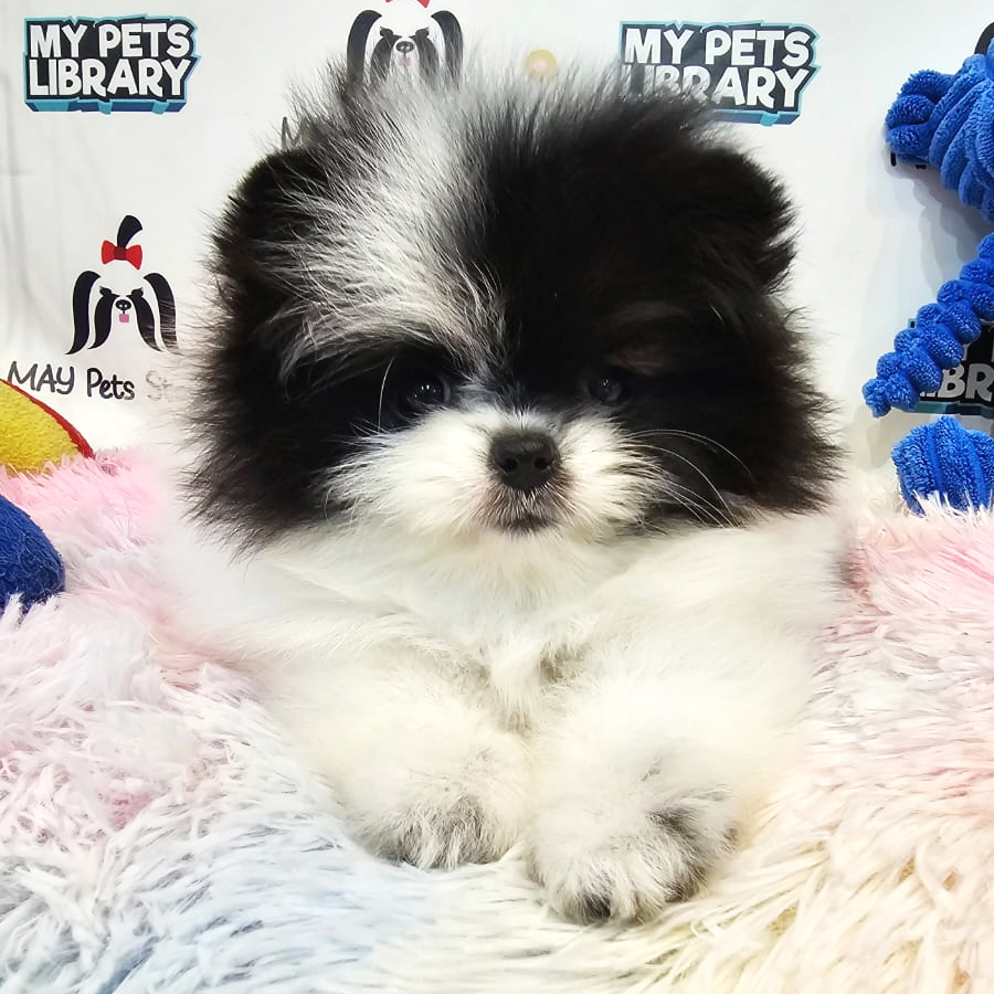 Pomeranian Puppy (Female) For Sale