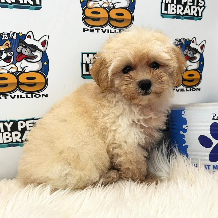Maltipoo Puppy (Female) For Sale