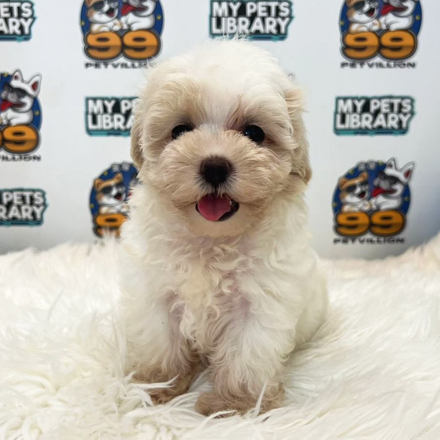 Maltipoo Puppy (Female) For Sale