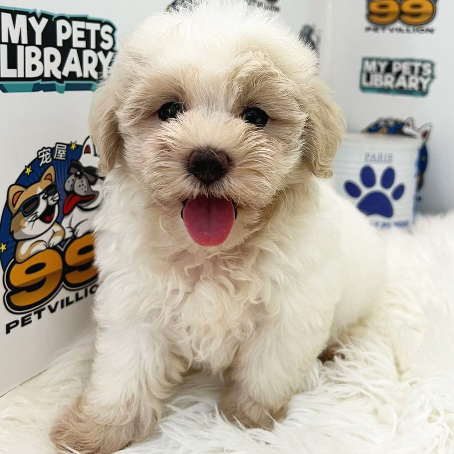 Maltipoo Puppy (Male) For Sale
