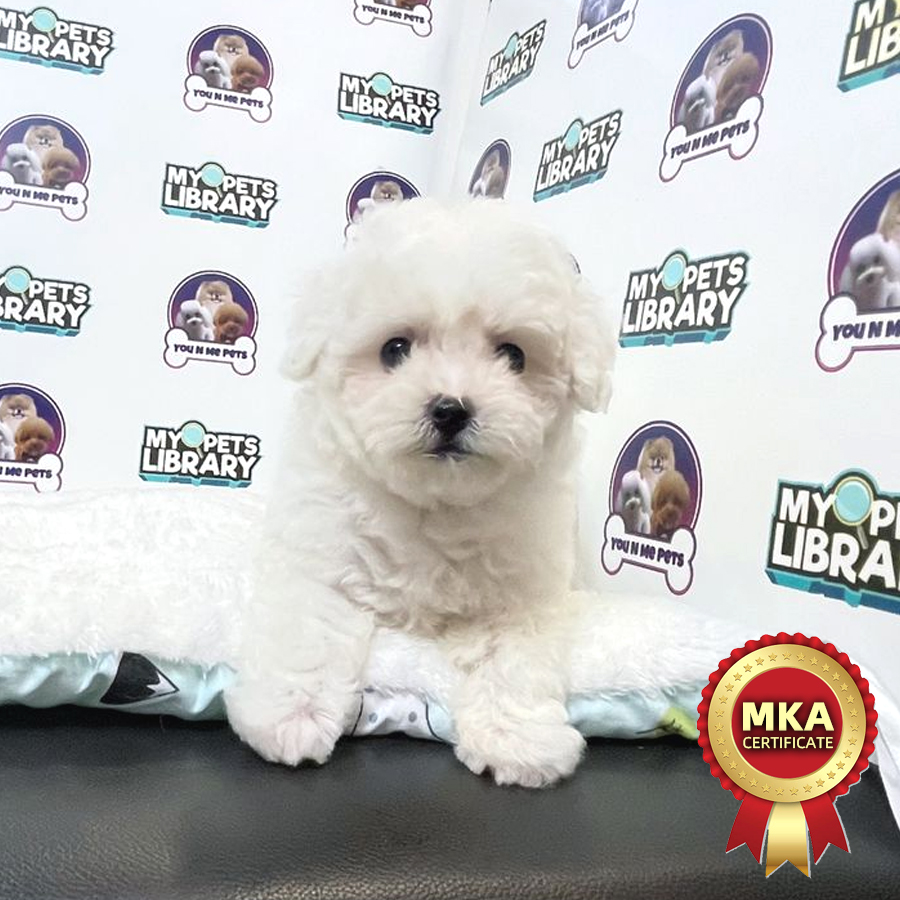 MKA Mini Bichon Frise Puppy (Male) For Sale