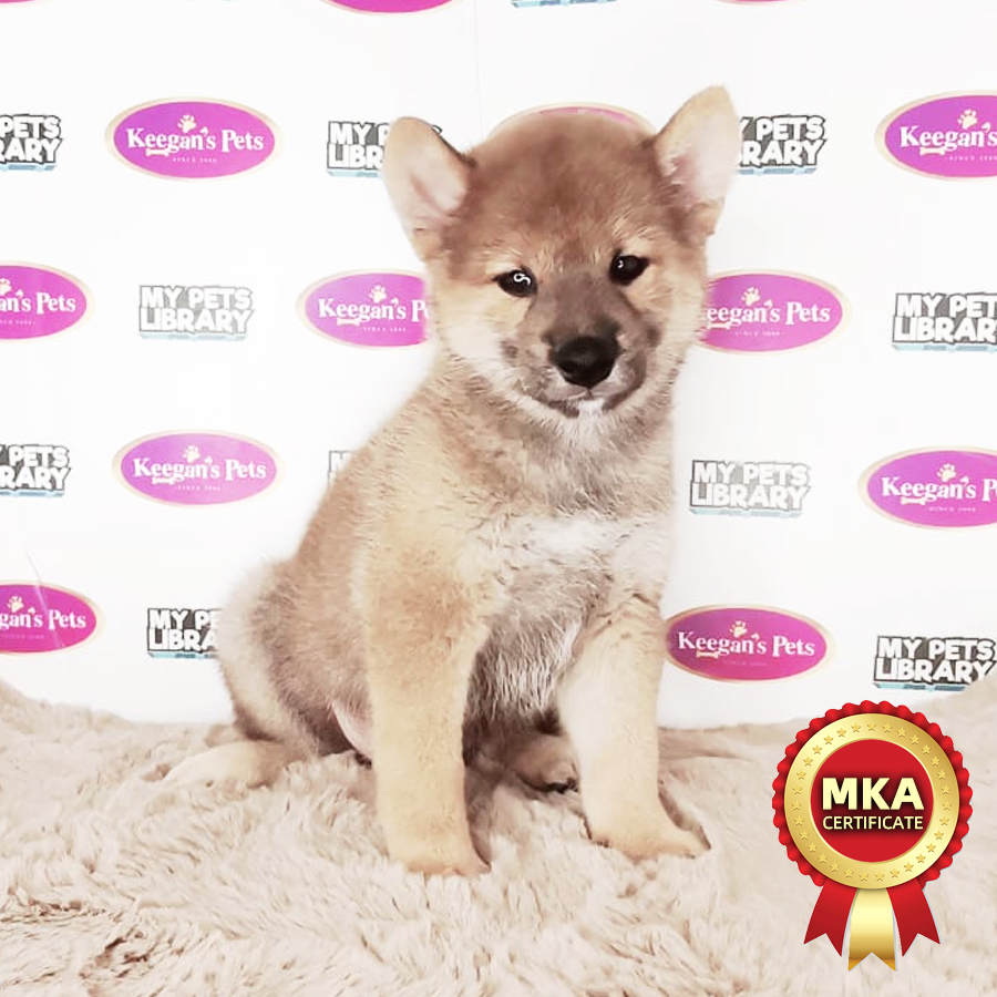 MKA Shiba Inu Puppy (Male) For Sale