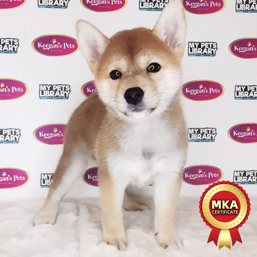 MKA Shiba Inu Puppy (Female) For Sale