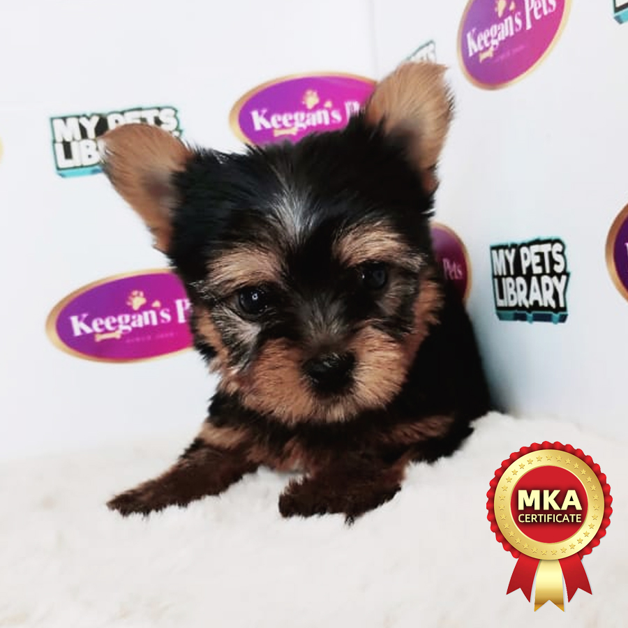 MKA Yorkshire Terrier Puppy (Male) For Sale