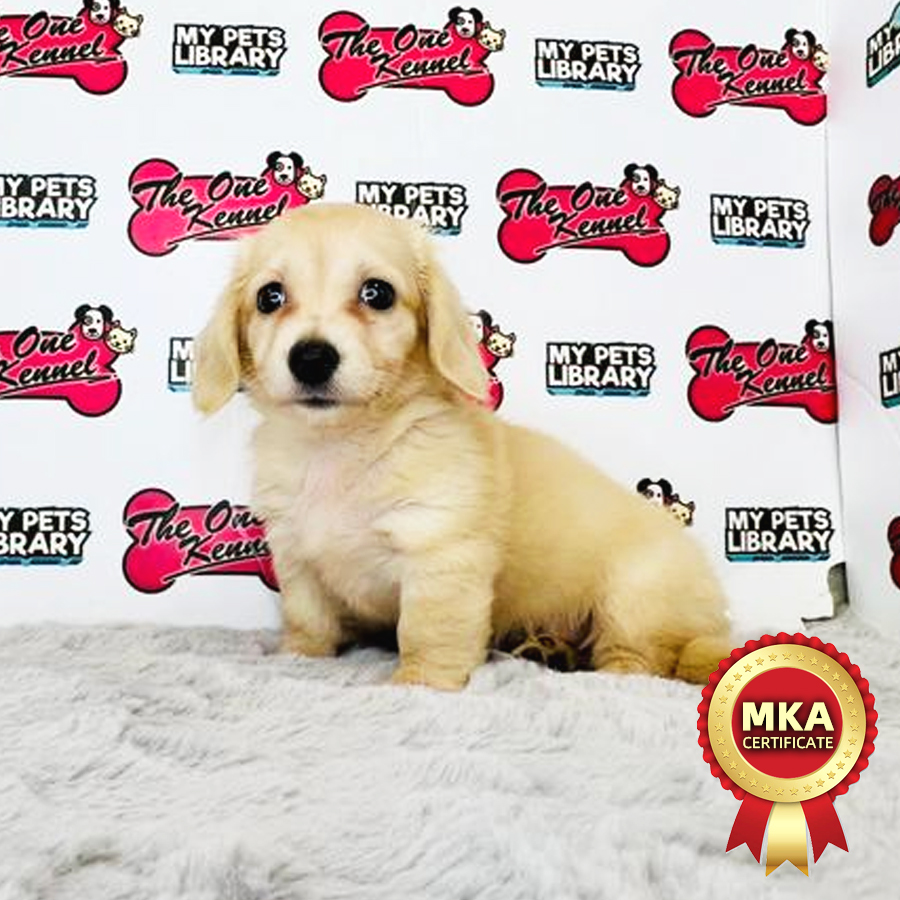 MKA Longcoat Miniature Dachshund Puppy (Female) For Sale