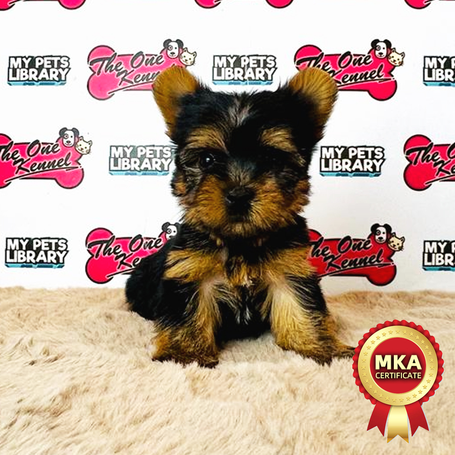 MKA Yorkshire Terrier Puppy (Female) For Sale