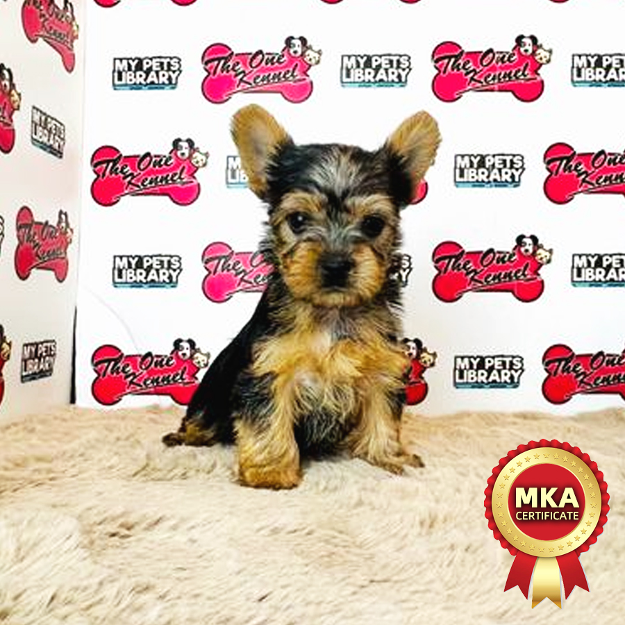 MKA Yorkshire Terrier Puppy (Male) For Sale