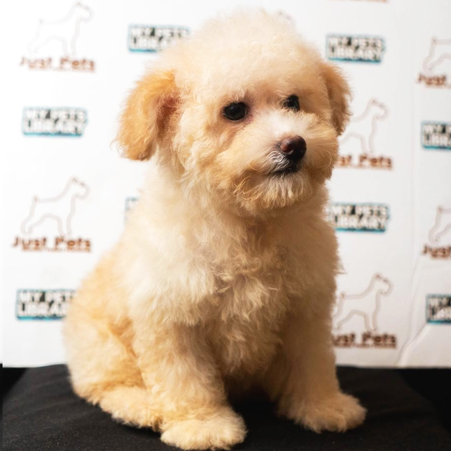 Toy Poodle Puppy (Female) For Sale