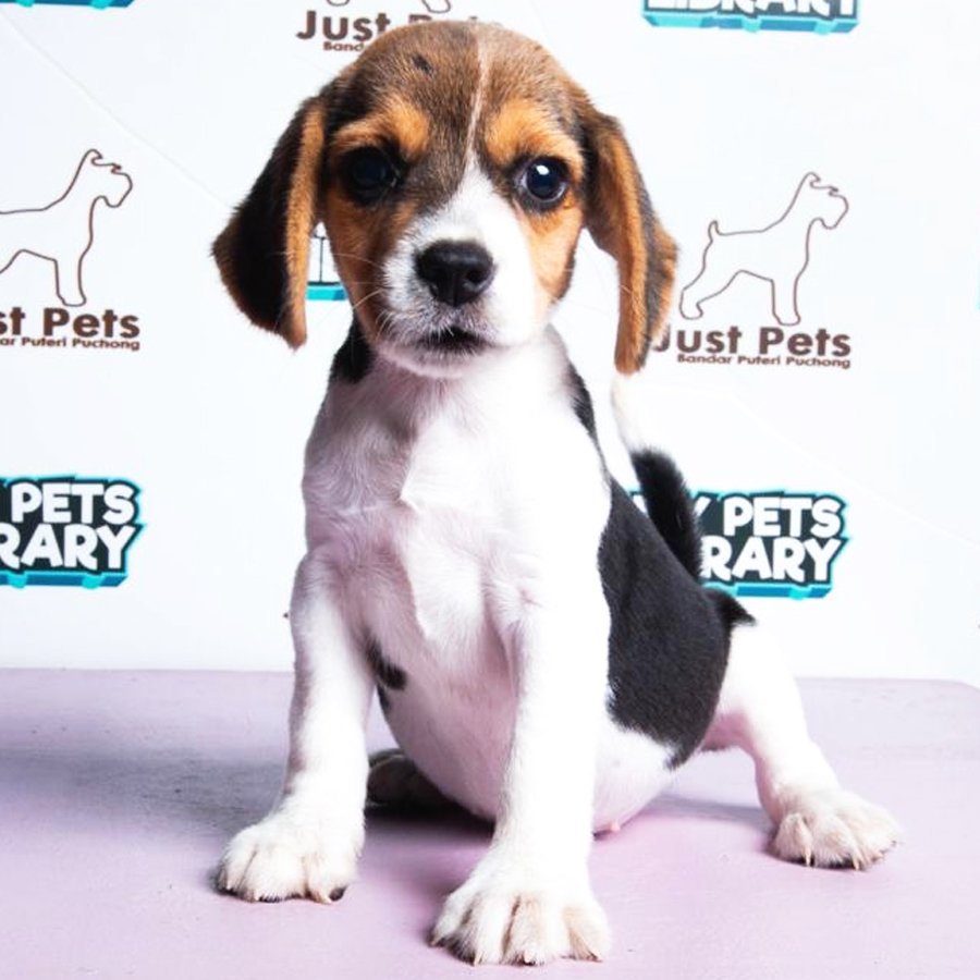 Beagle Puppy (Female) For Sale