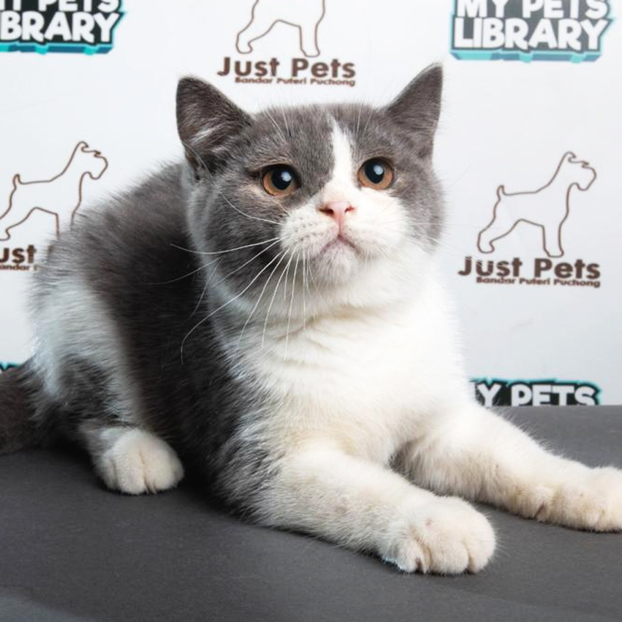 British Shorthair Kitten (Male) For Sale