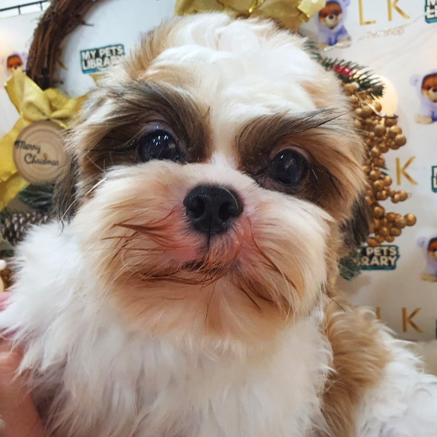 Shih Tzu Puppy (Male) For Sale