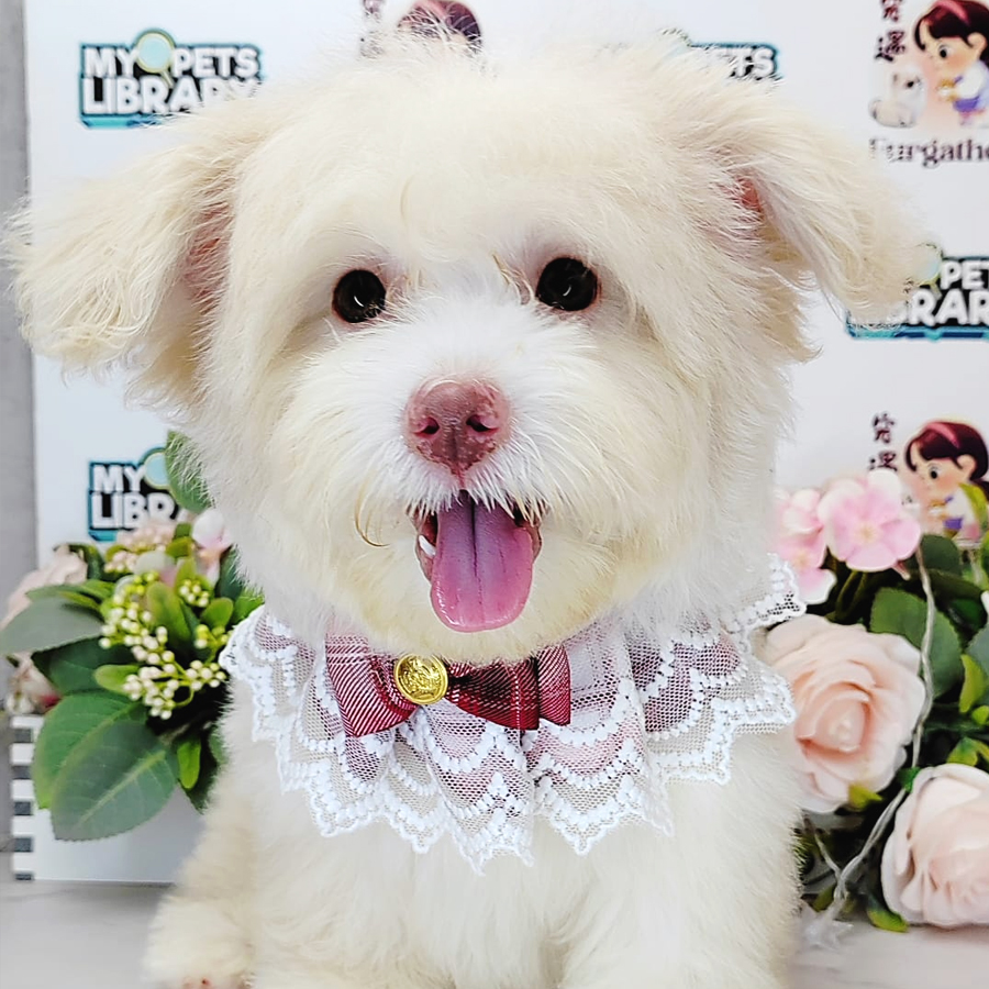 Maltipoo Puppy (Male) For Sale