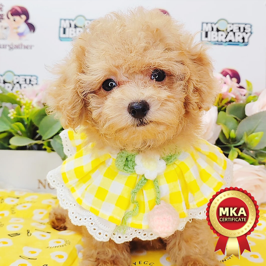 MKA Tiny Poodle Puppy (Male) For Sale