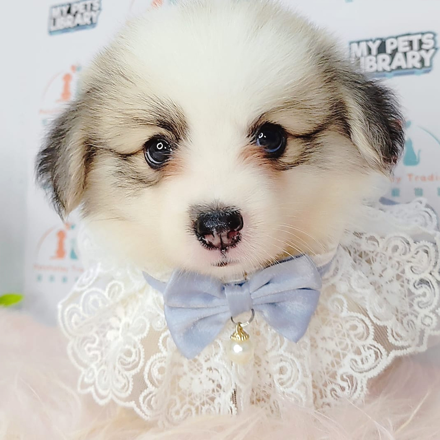 Welsh Corgi Puppy (Male) For Sale