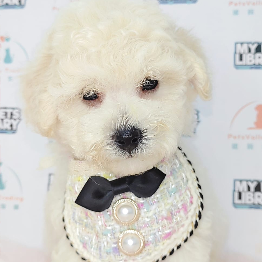 Tiny Poodle Puppy (Male) For Sale