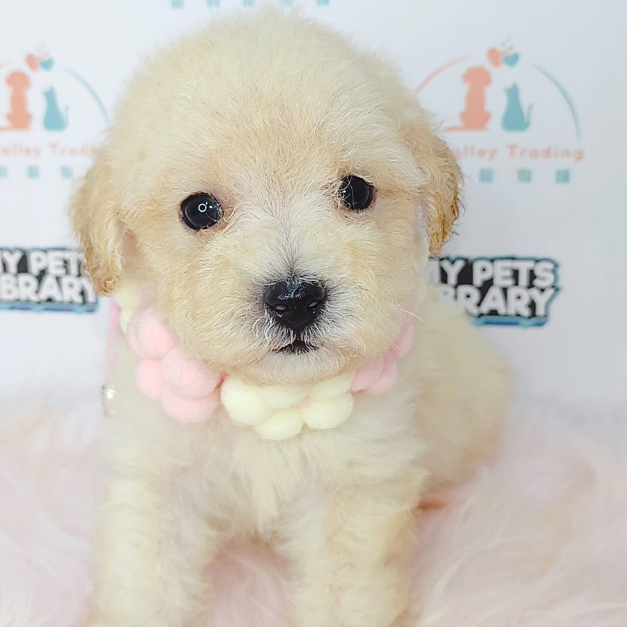 Tiny Poodle Puppy (Male) For Sale