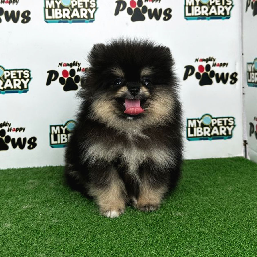 Pomeranian Puppy (Female) For Sale