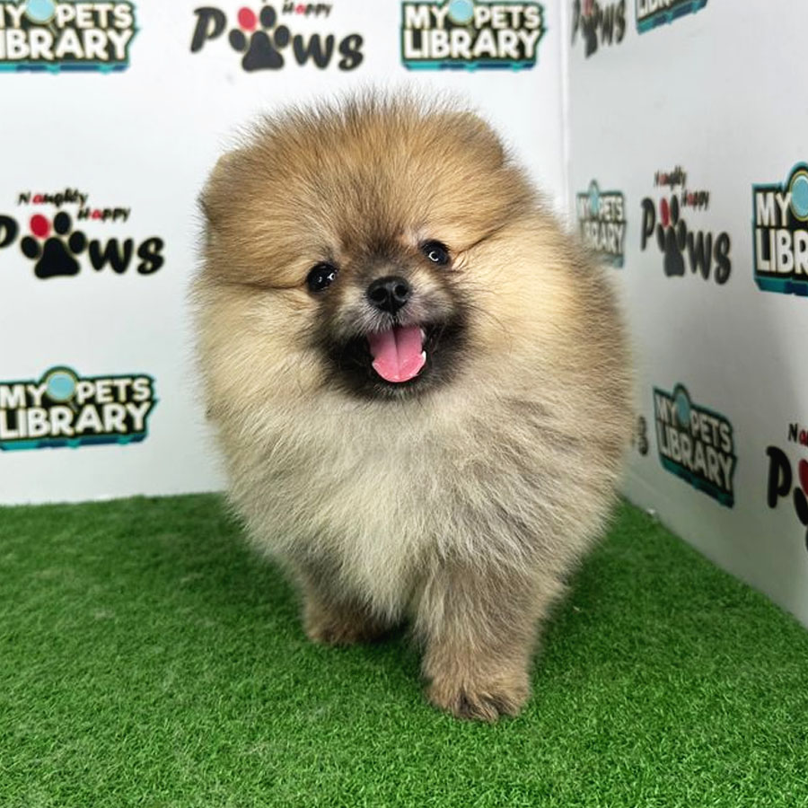 Pomeranian Puppy (Female) For Sale
