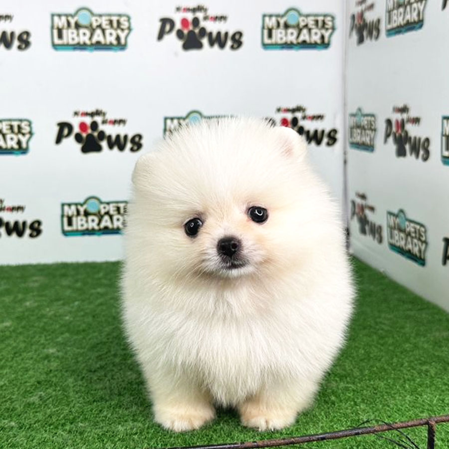 Pomeranian Puppy (Male) For Sale