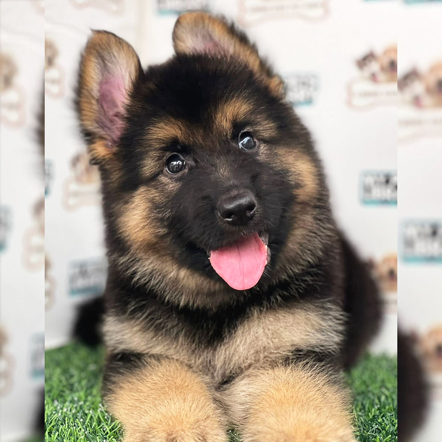 German Shepherd Puppy (Male) For Sale