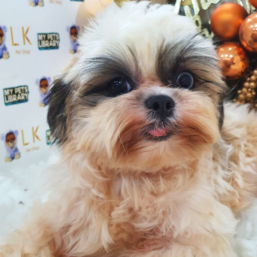 Shih Tzu Puppy (Female) For Sale