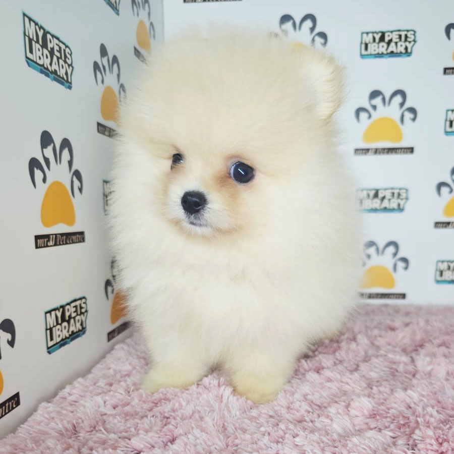 Tiny Pomeranian Puppy (Female) For Sale